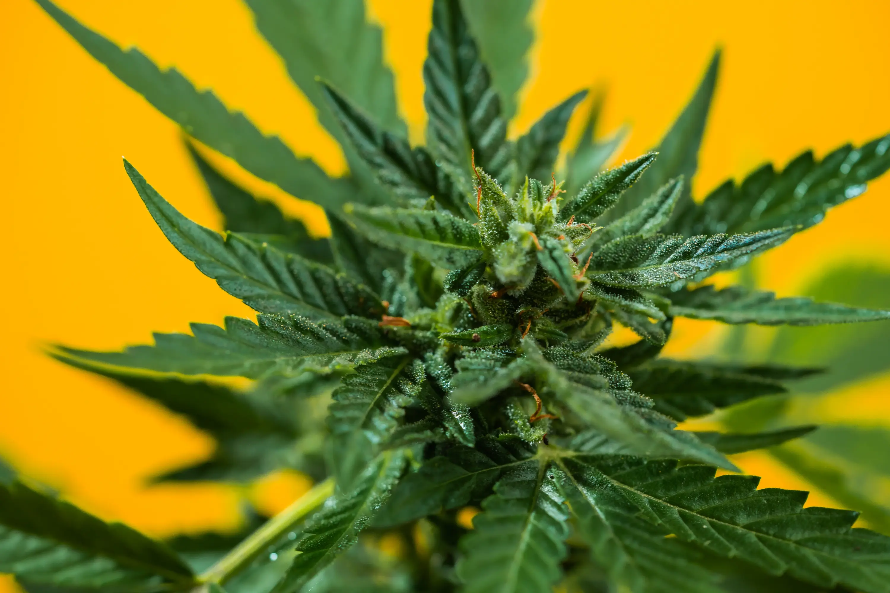 Cannabis plant showing early interveinal chlorosis and leaf margin discoloration under nutrient imbalance