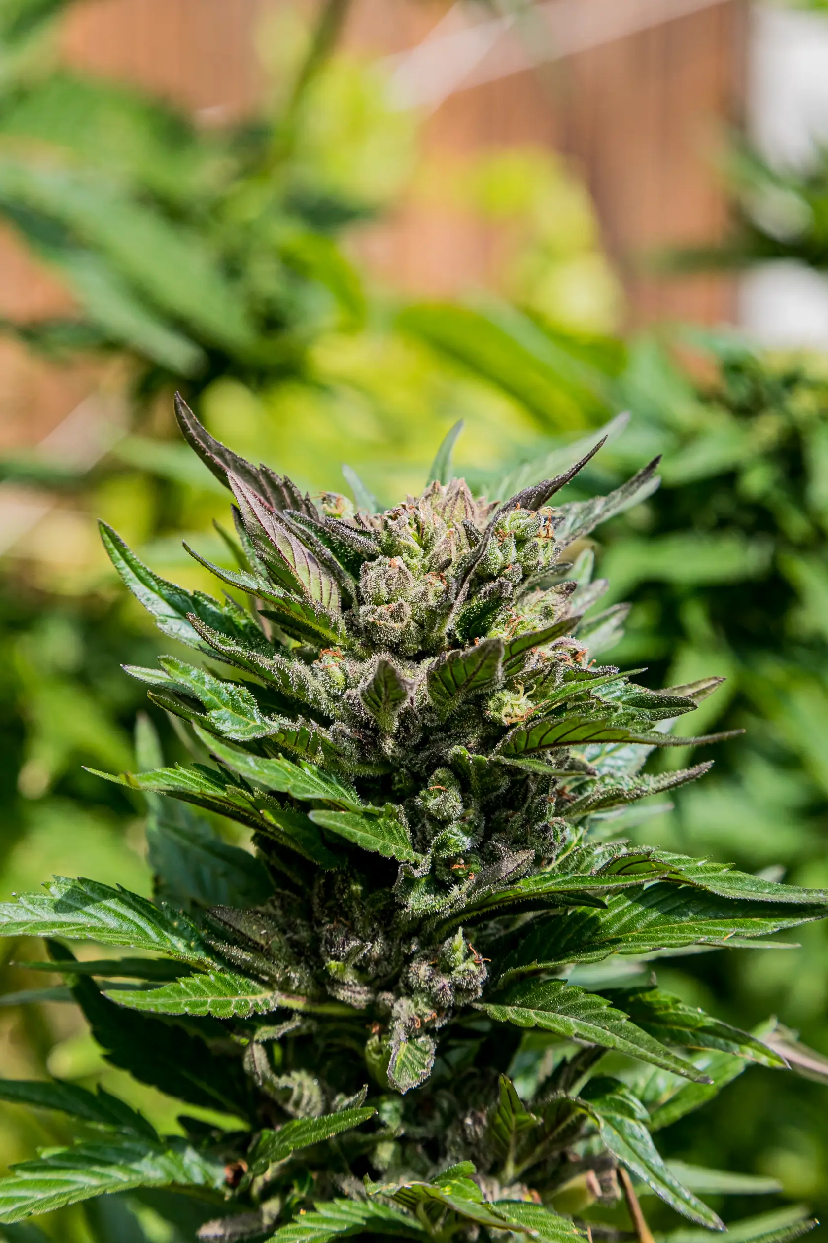 home-grown-medical-marijuana-cannabis-plant-growin-2026-01-08-00-22-47-utc