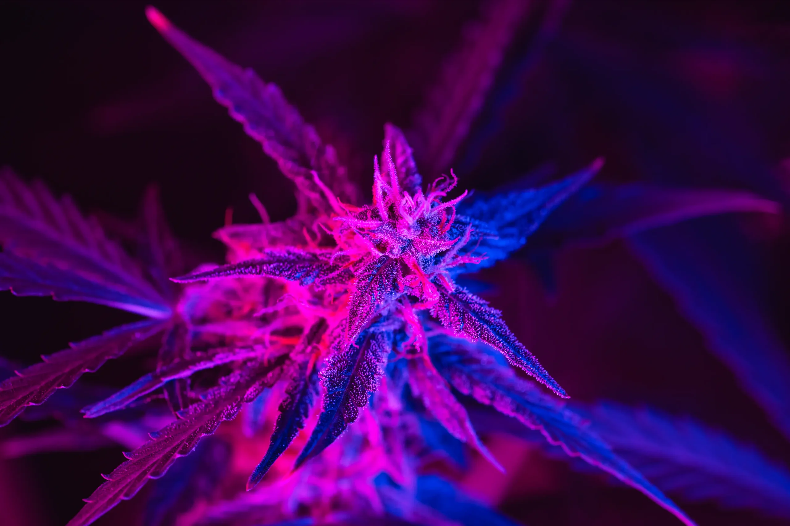 Plant illuminated by artificial colored light