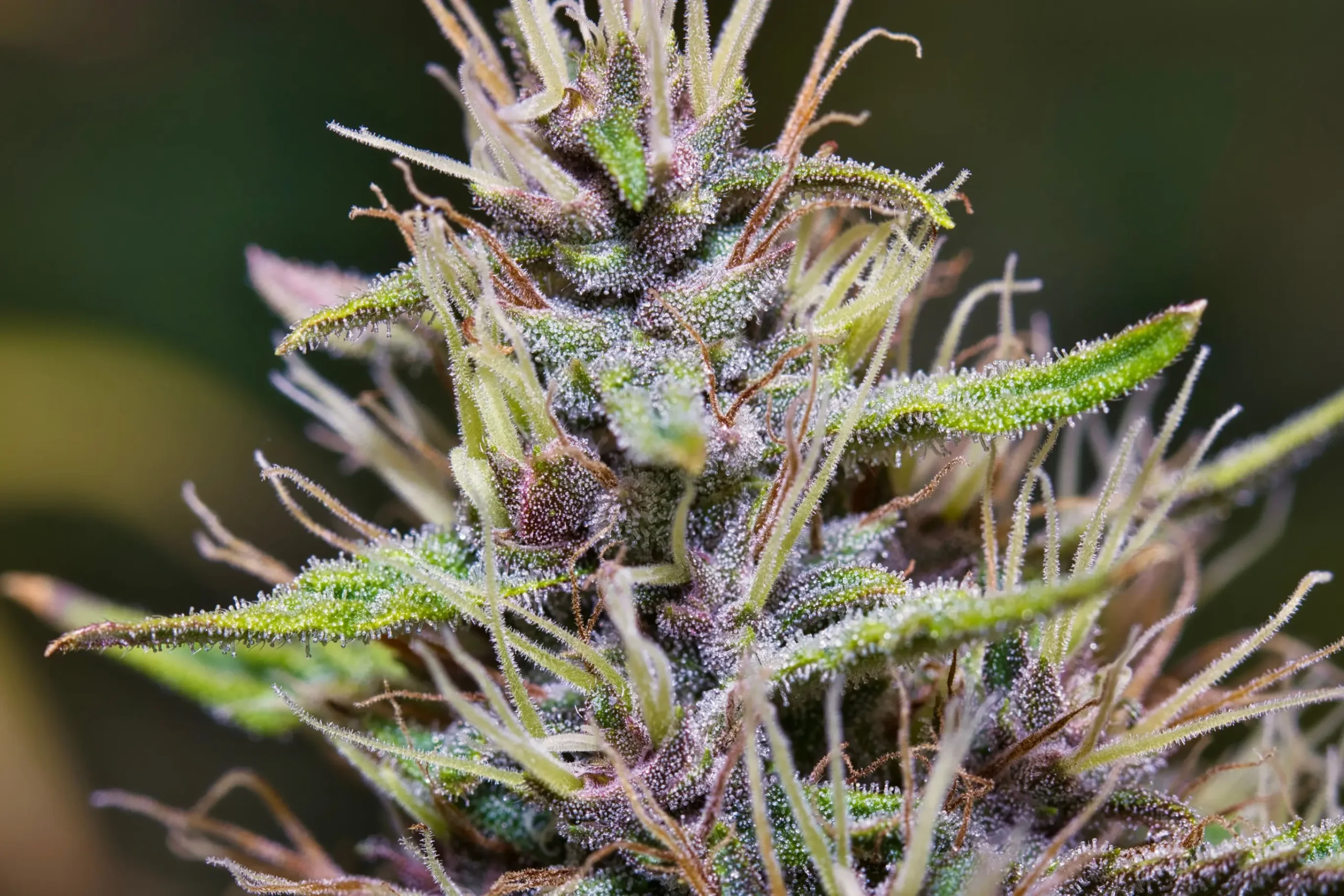 macro-detailed-shot-of-a-medical-marijuana-plant-w-2026-01-07-07-16-31-utc(2)