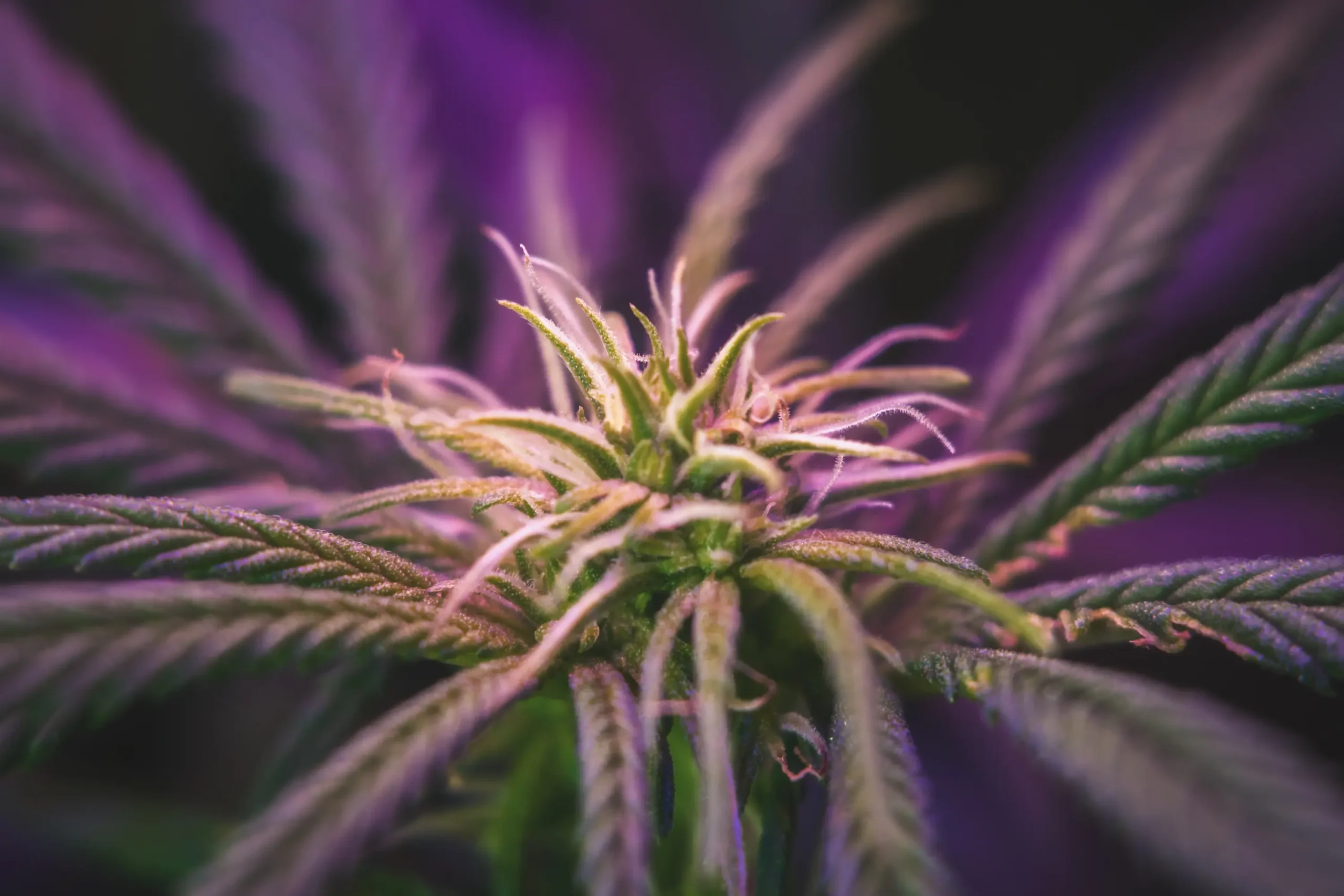 macro-of-cannabis-plant-2026-03-17-05-55-51-utc