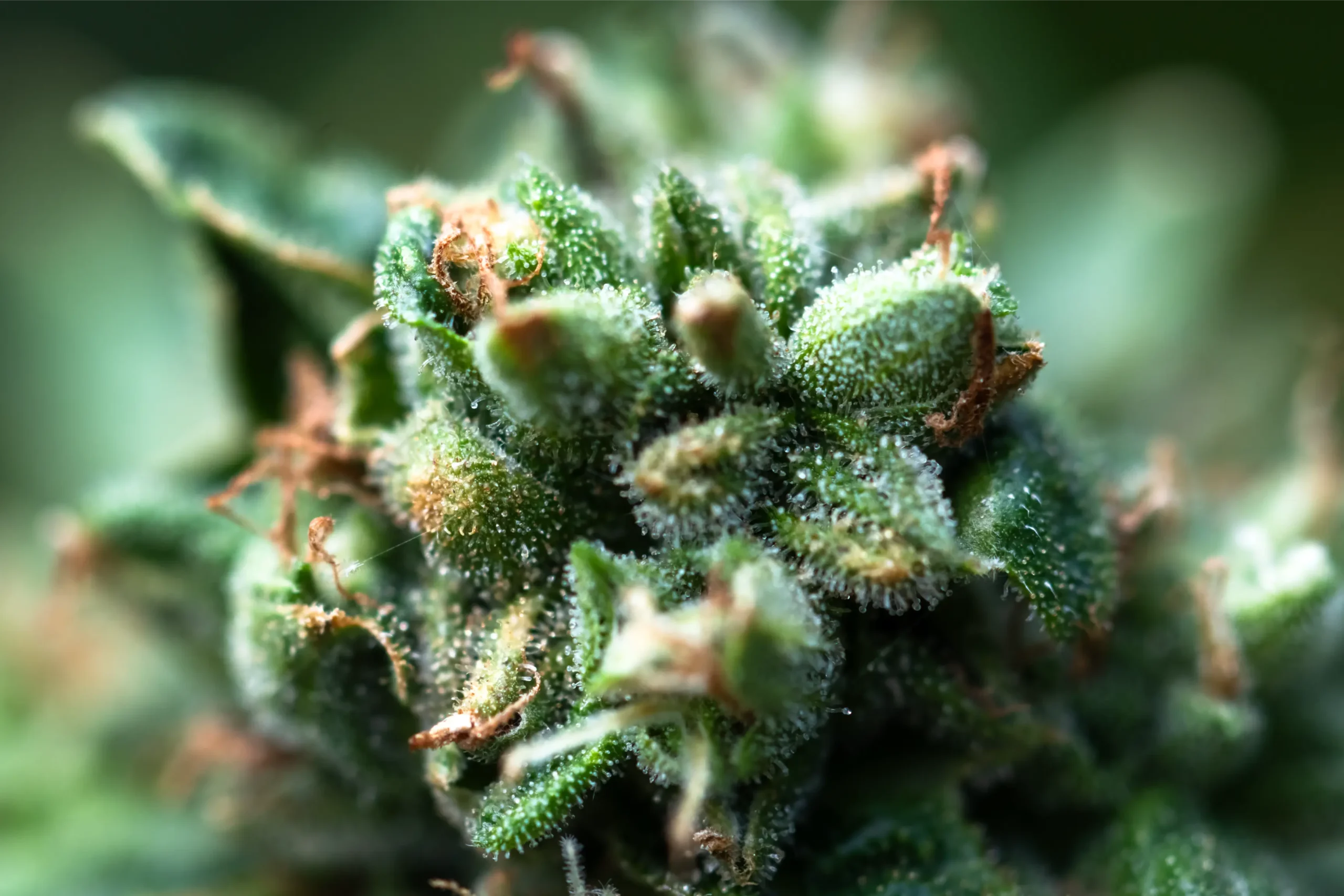 macro-photo-of-a-bud-2026-01-08-06-04-33-utc
