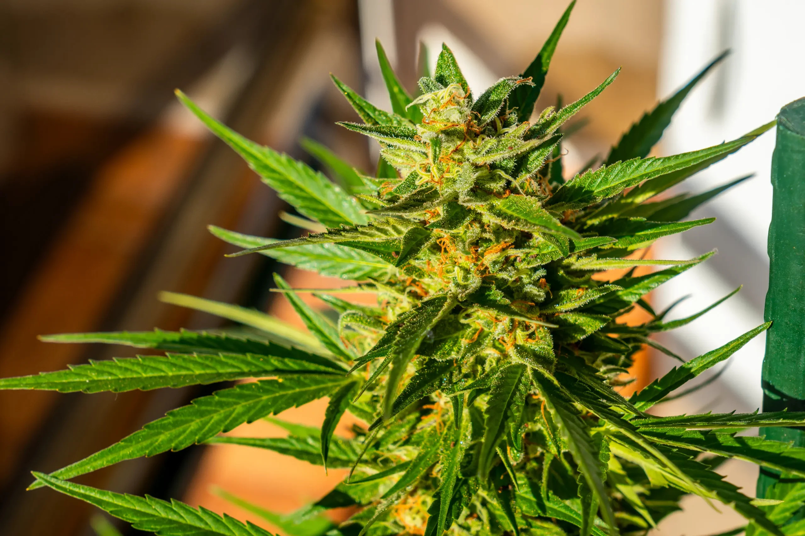 macro-photographs-of-marijuana-buds-surrounded-by-2026-03-16-02-35-43-utc
