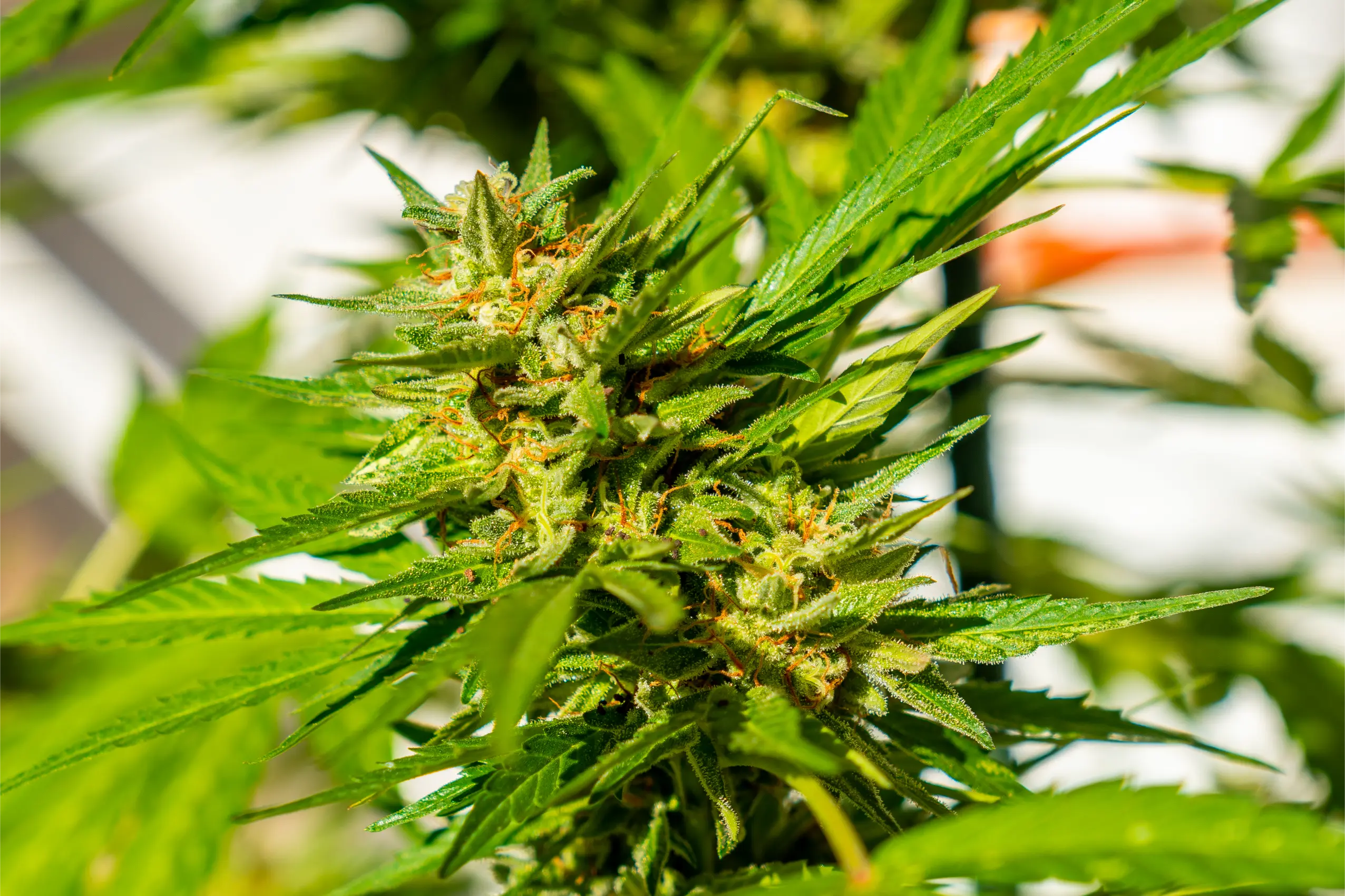 macro-photographs-of-marijuana-buds-surrounded-by-2026-03-17-21-32-41-utc