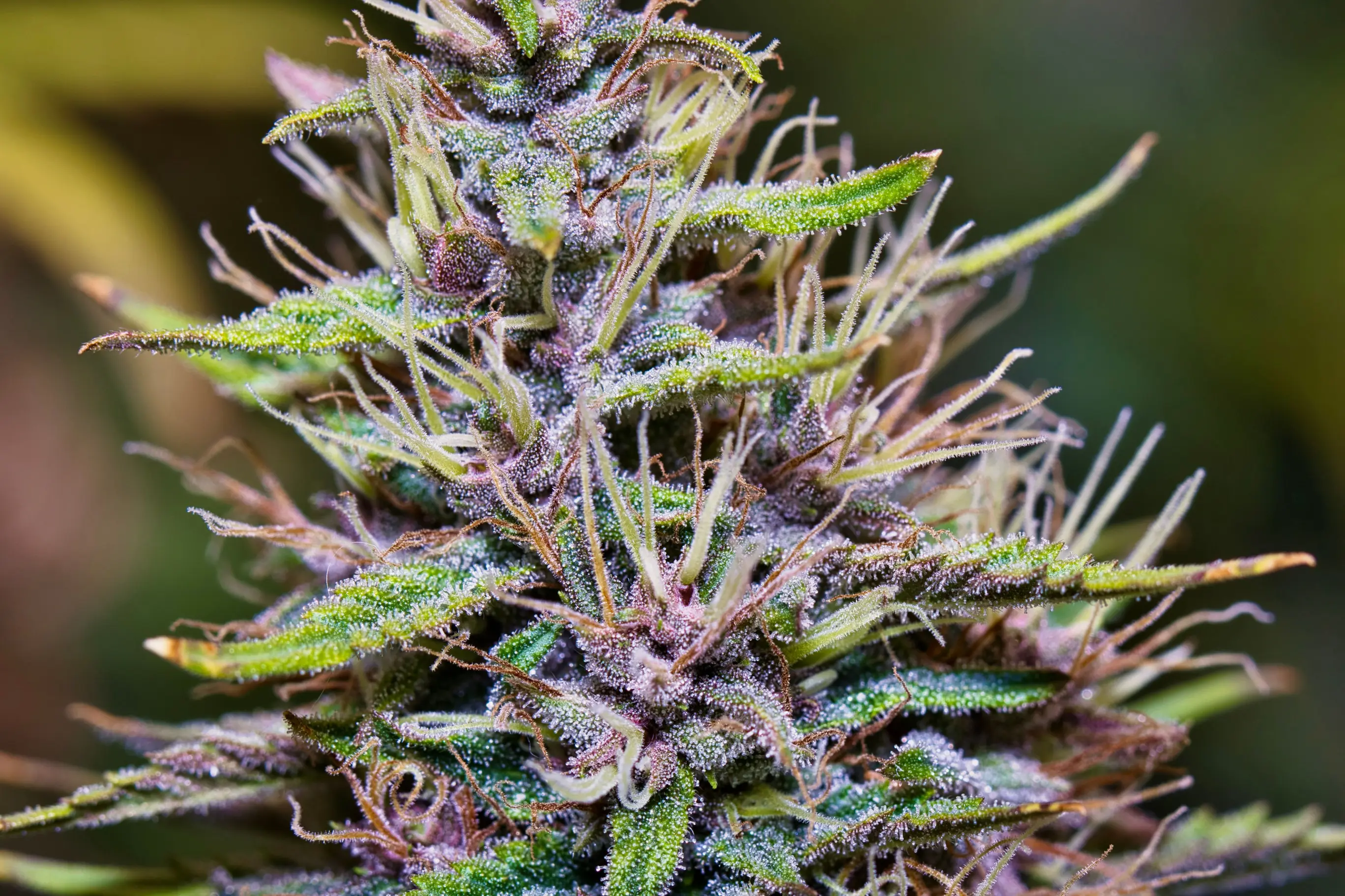 Mold and decay on a cannabis flower