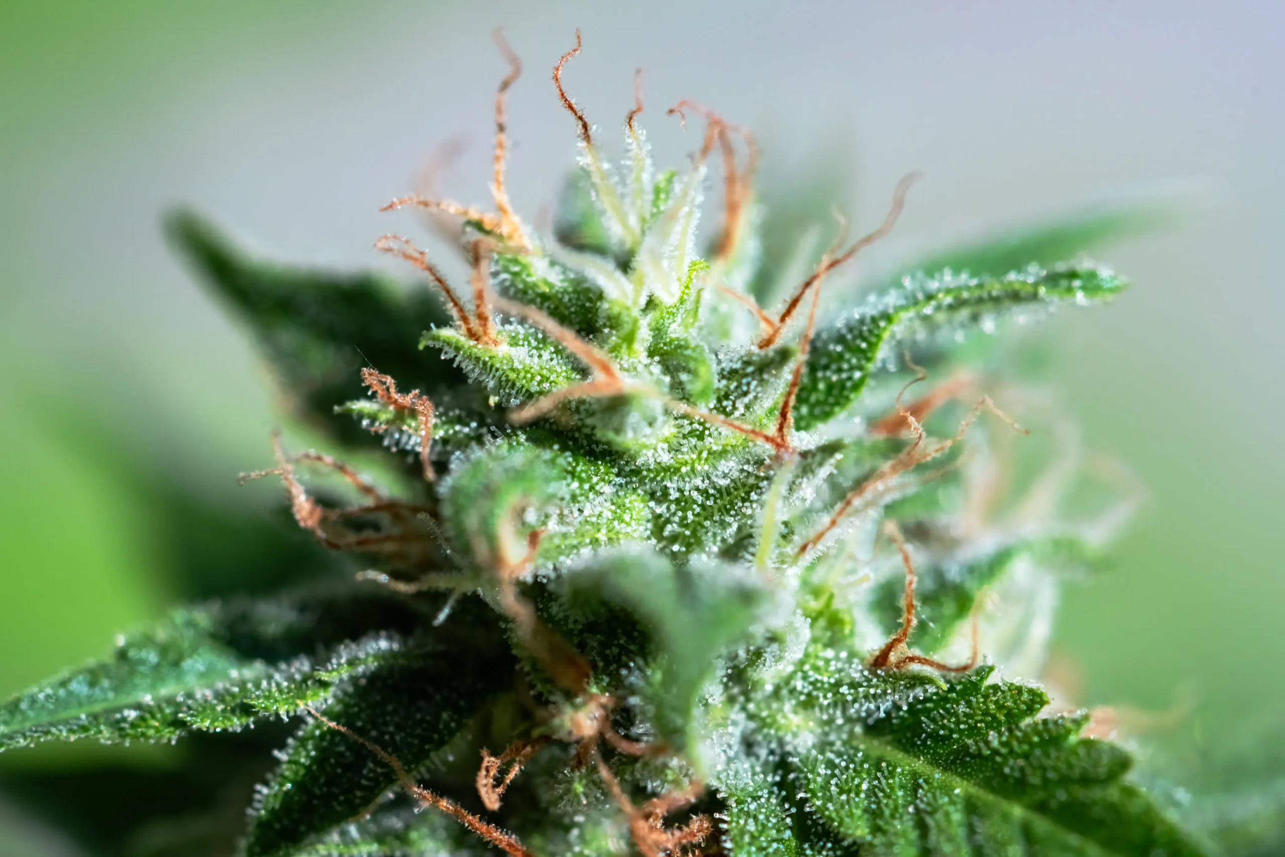 macro-shot-of-a-green-plant-with-white-hairs-2026-01-09-06-28-33-utc