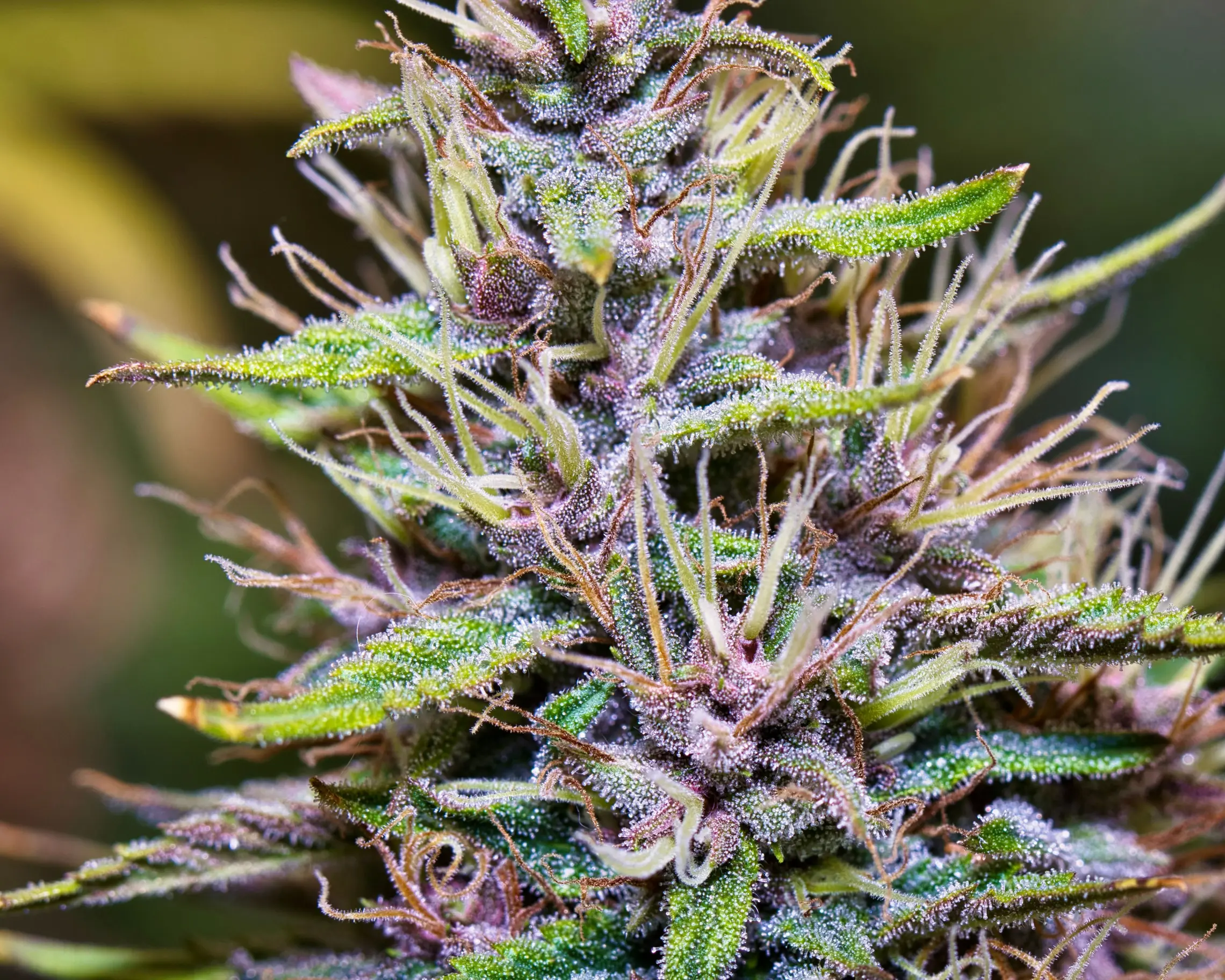 macro-shot-of-a-medical-marijuana-plant-in-details-2026-03-18-08-00-00-utc