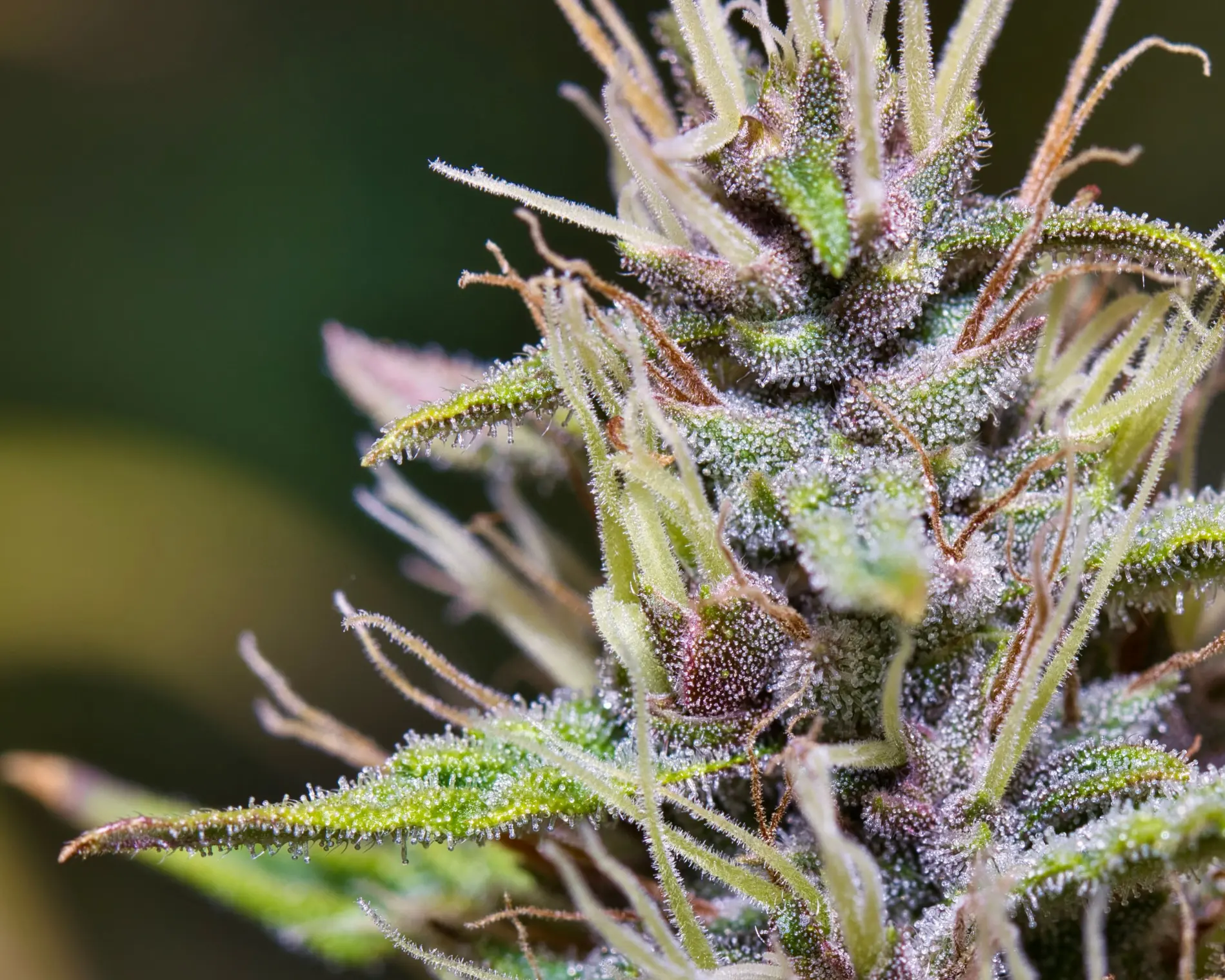 macro-shot-of-flowered-cannabis-plant-in-details-a-2026-01-07-07-23-33-utc(2)
