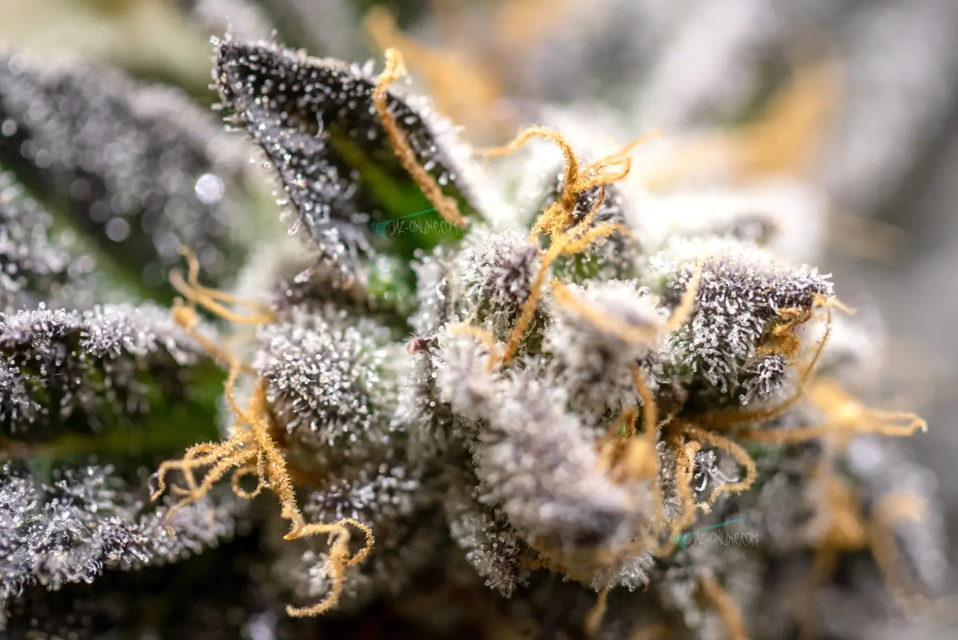 macro-shot-of-green-cannabis-plant-2026-03-18-04-19-36-utc(2)