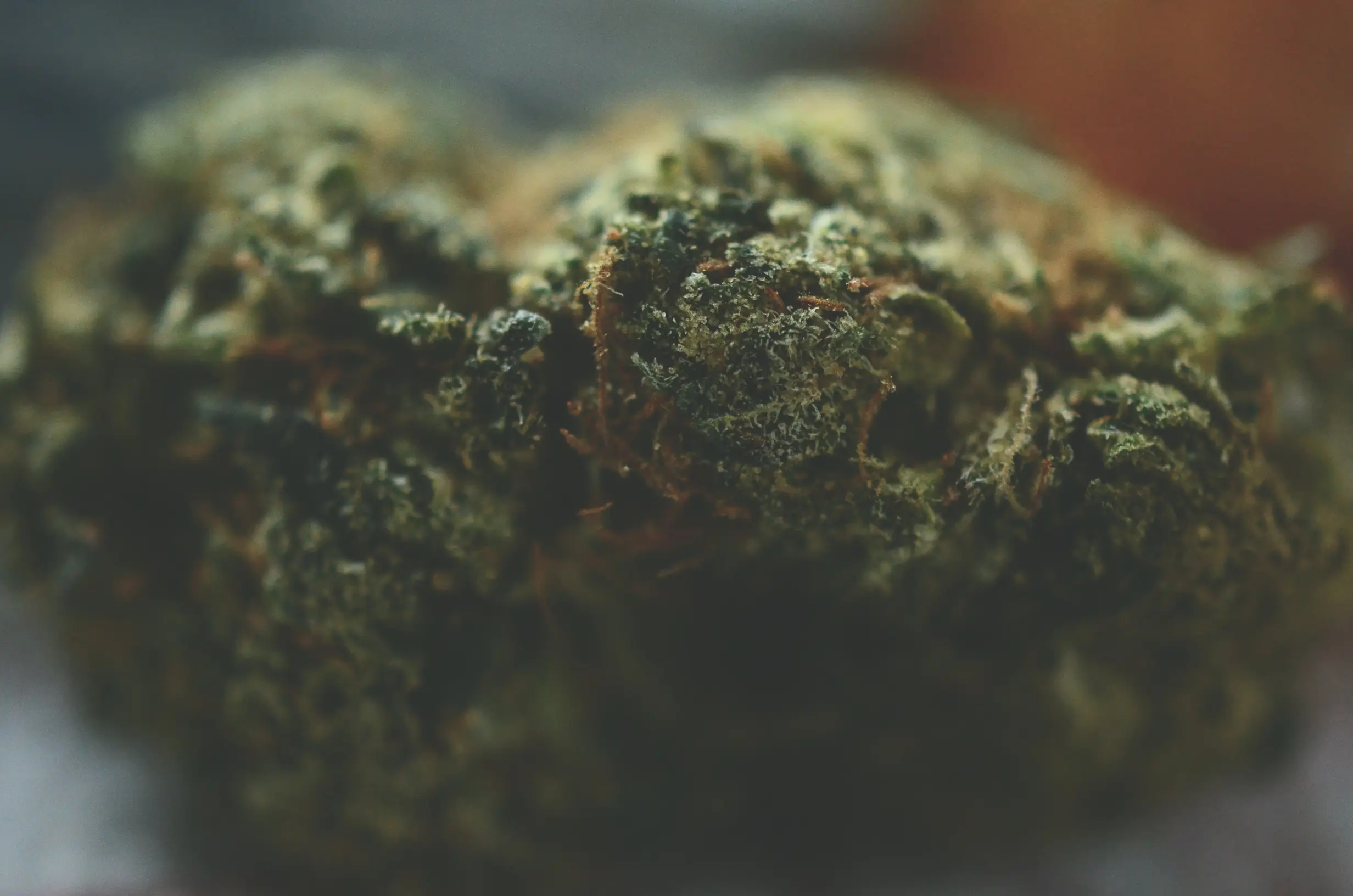 macro-shot-of-green-plant-matter-2026-01-11-10-29-32-utc