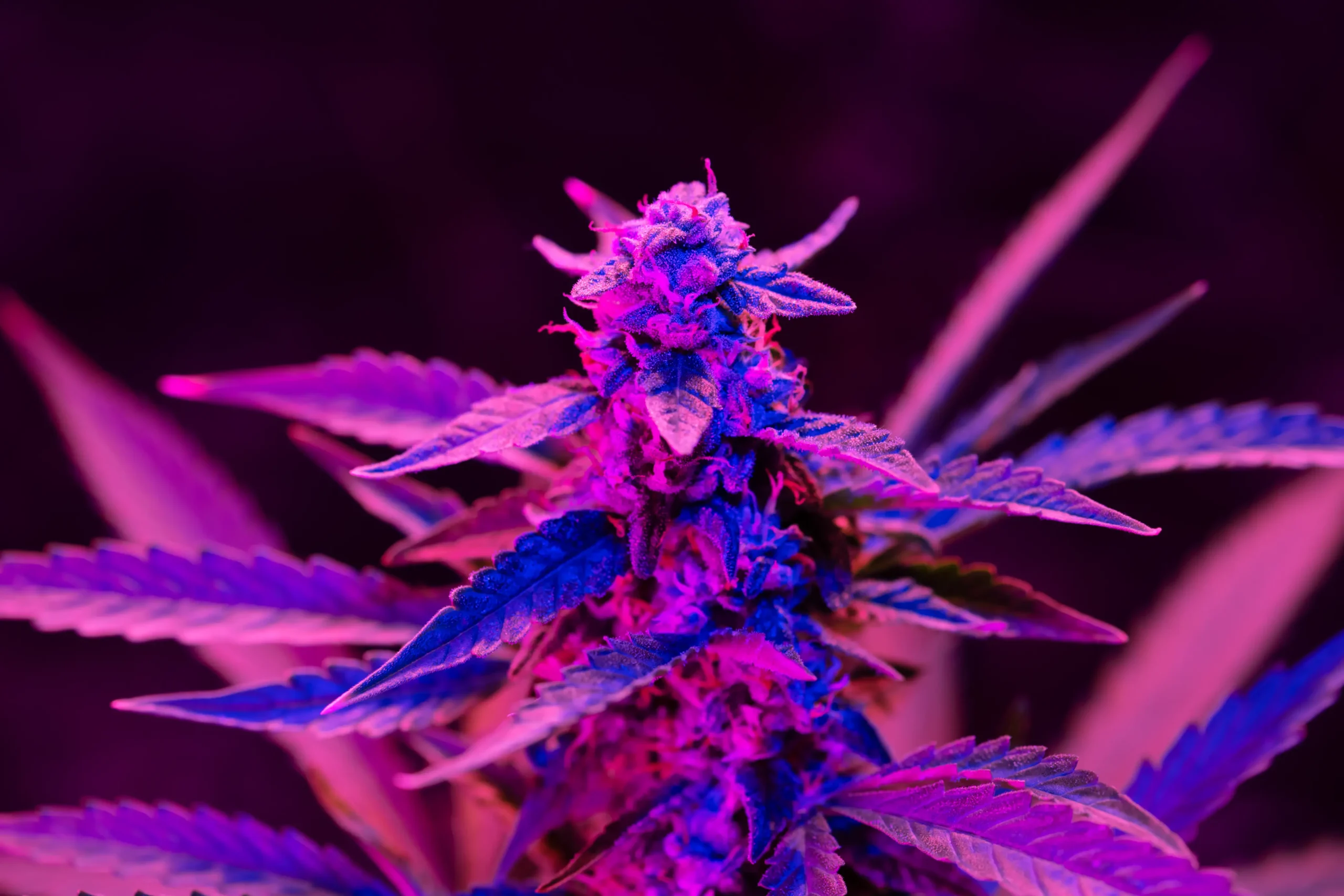 macro-shot-of-ripe-cannabis-bud-with-a-purple-pink-2026-03-19-07-03-58-utc