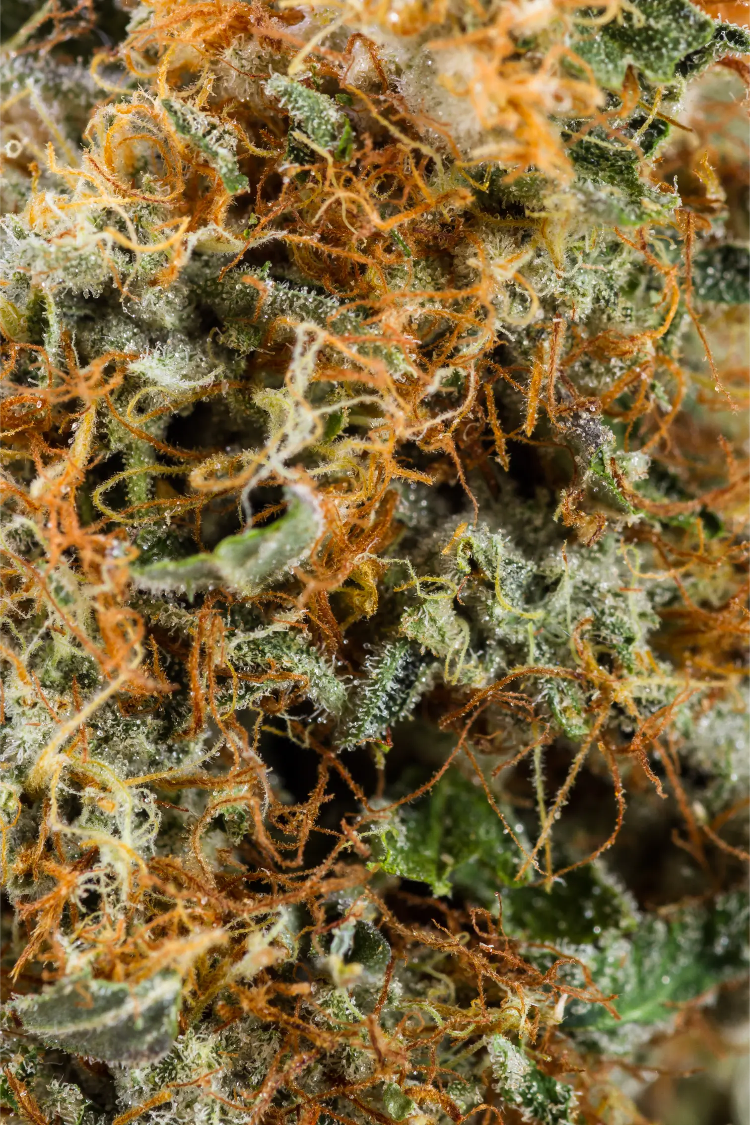 macro-view-of-plant-matter-with-orange-fibers-2026-01-11-10-16-02-utc