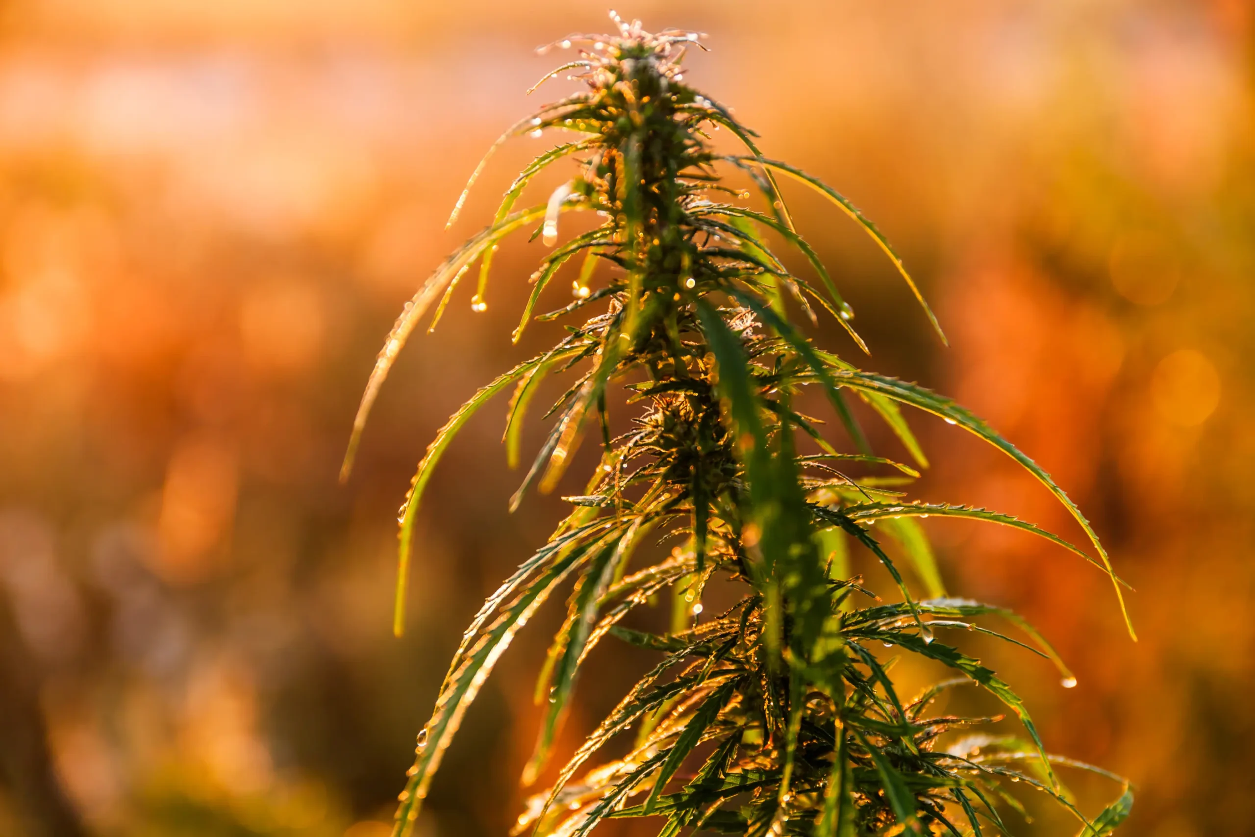 marijuana-close-up-in-the-rays-of-the-dawn-sun-2026-03-17-09-00-19-utc