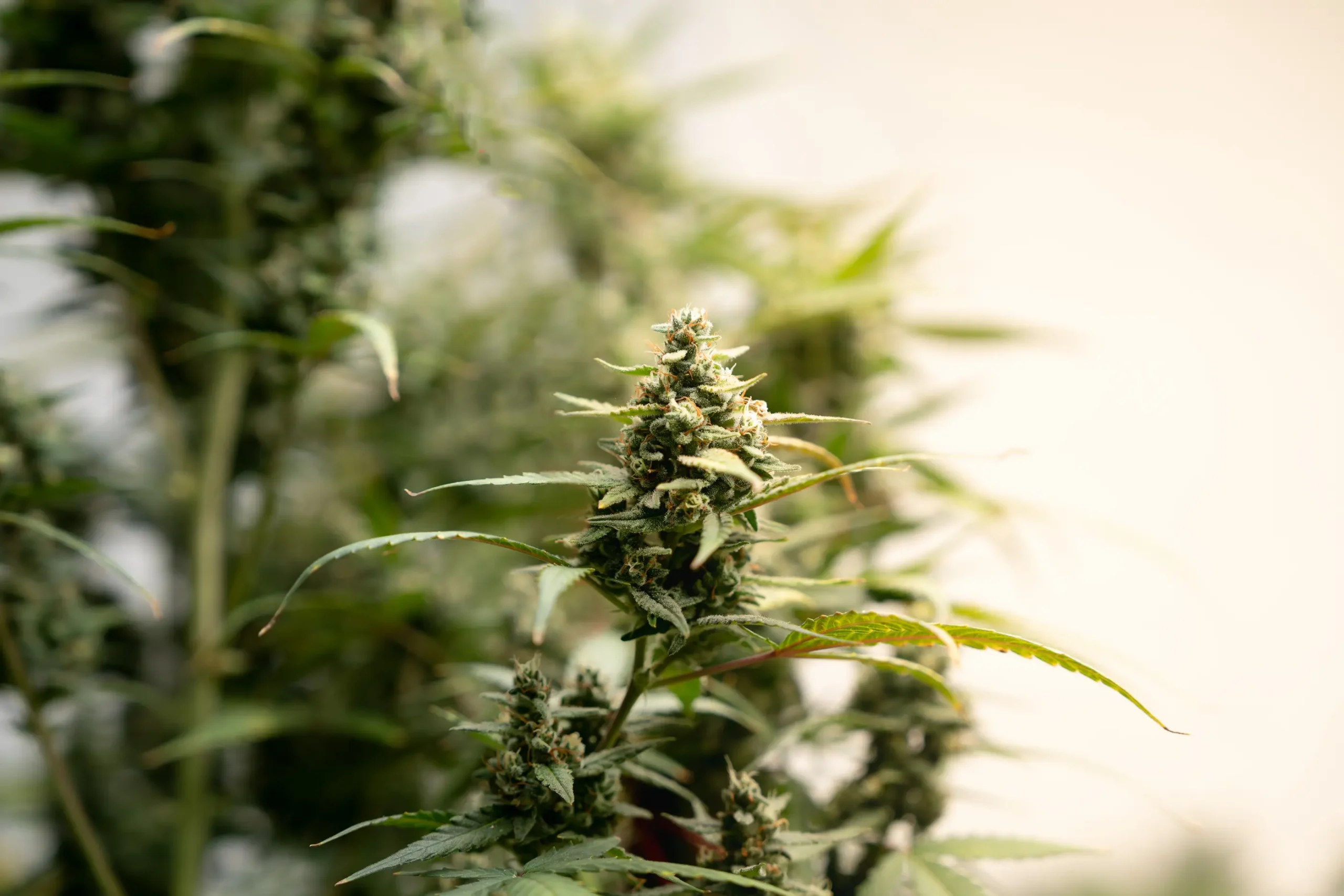 marijuana-farm-industry-beautiful-macro-and-micro-2026-01-07-00-29-00-utc