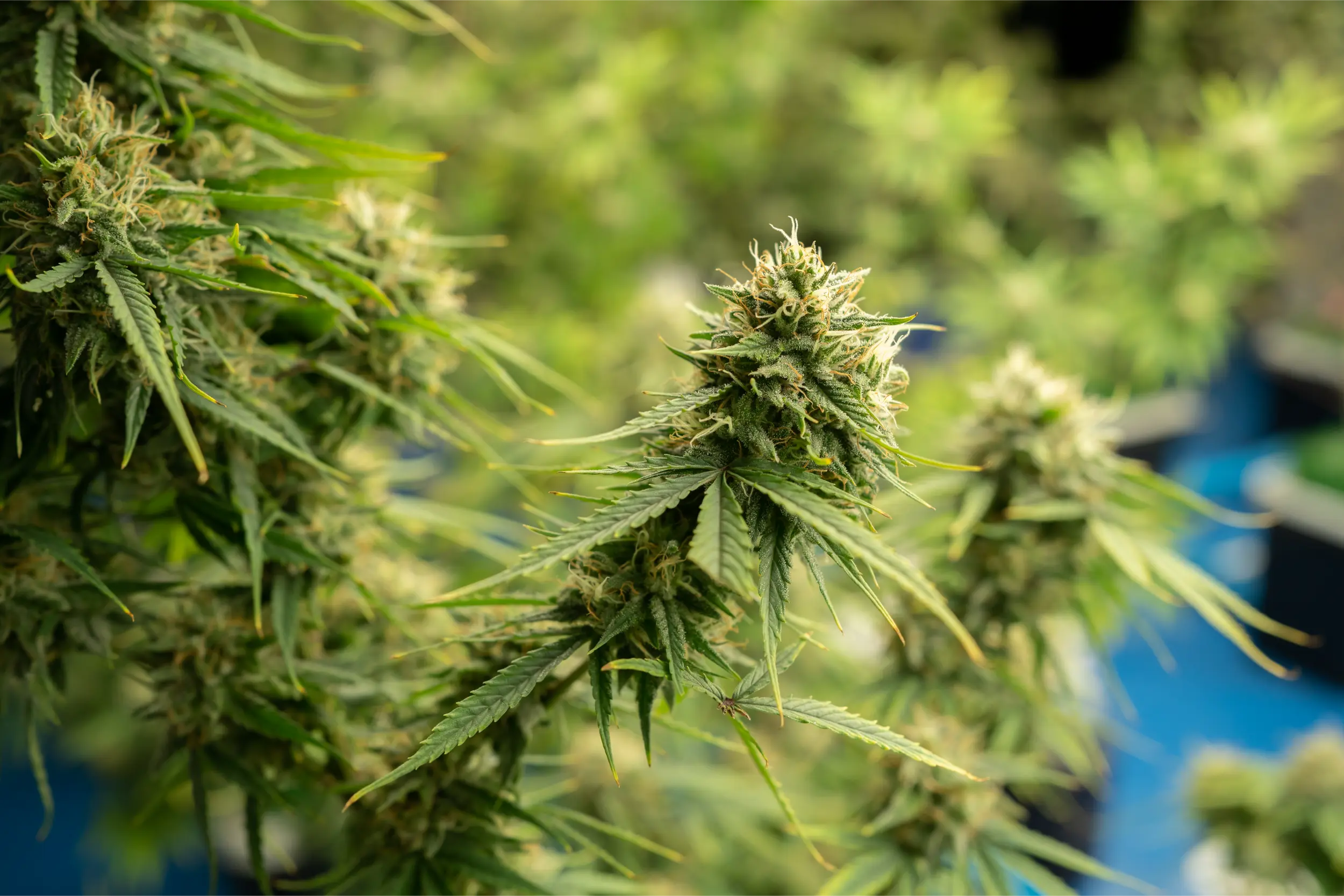 marijuana-hemp-or-cannabis-plant-leaves-farm-lab-2026-01-05-06-14-54-utc