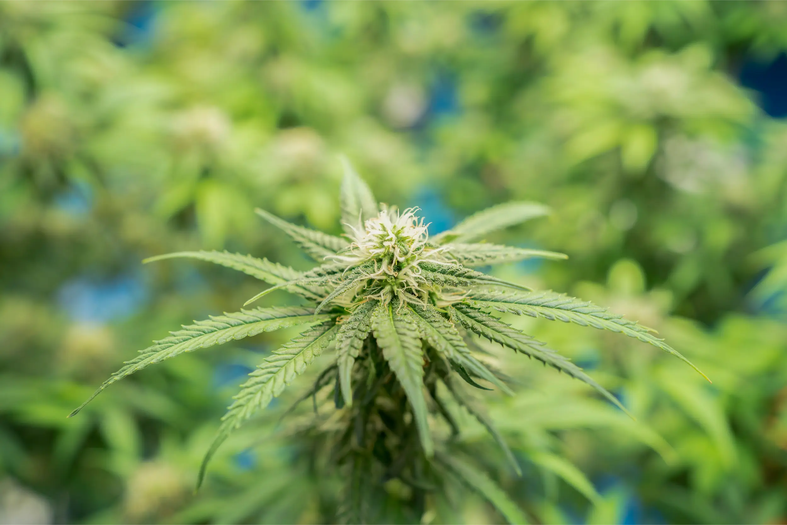 marijuana-hemp-or-cannabis-plant-leaves-farm-lab-2026-01-05-06-15-05-utc