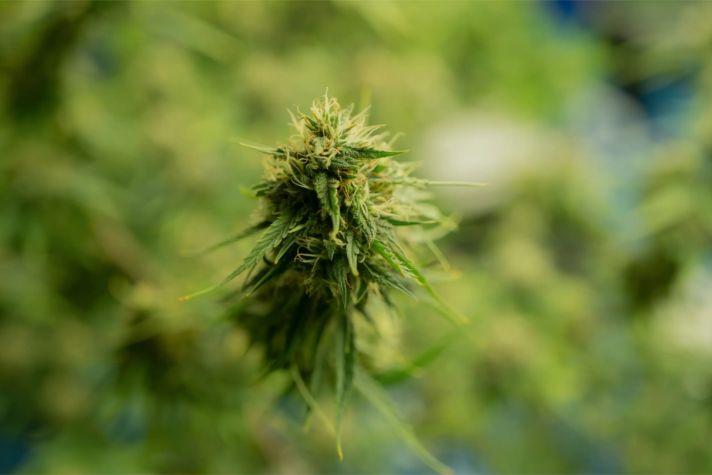 High-standard licensed cannabis cultivation facility operating compliant LED lighting