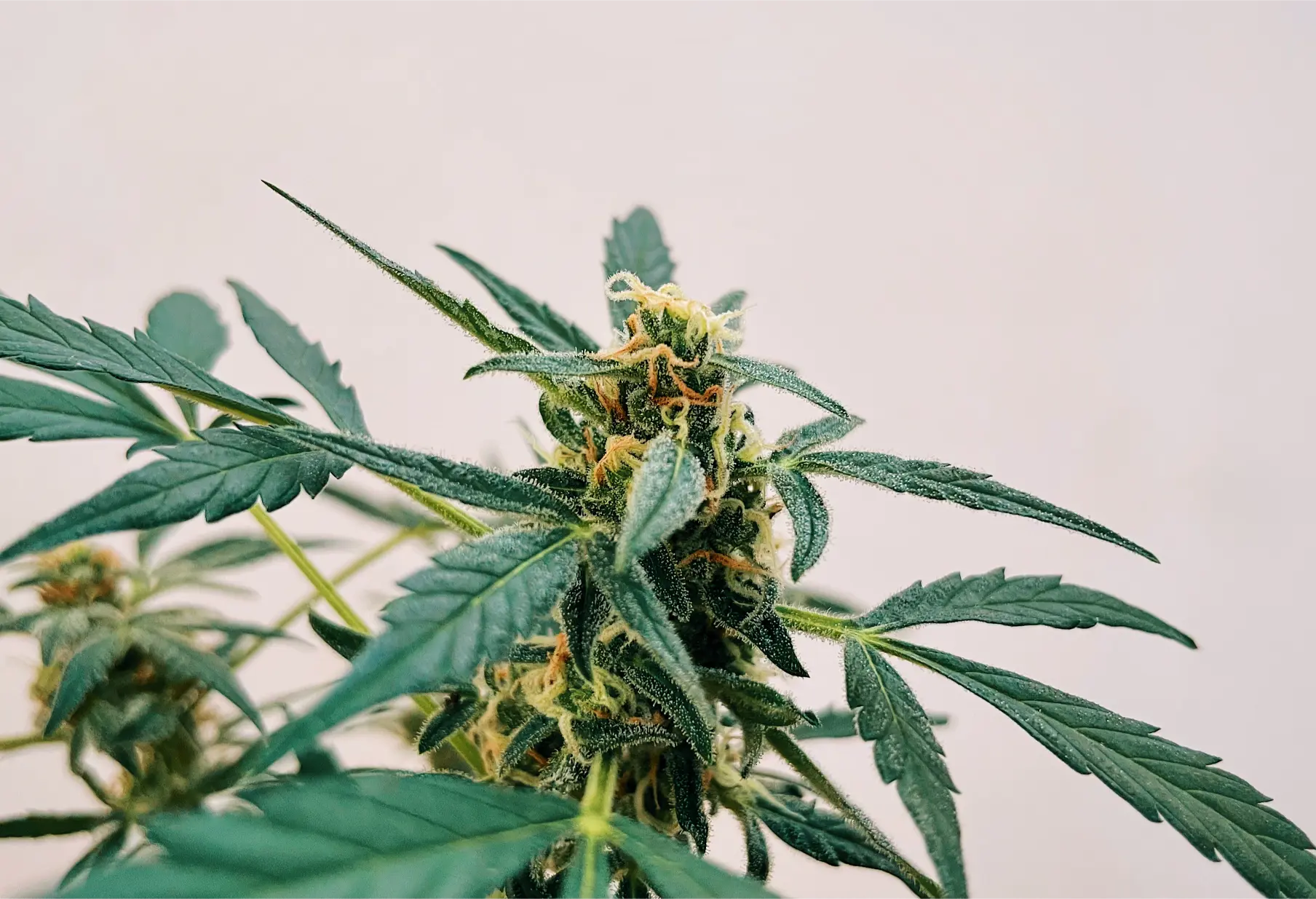 marijuana-plant-2026-03-08-23-48-59-utc