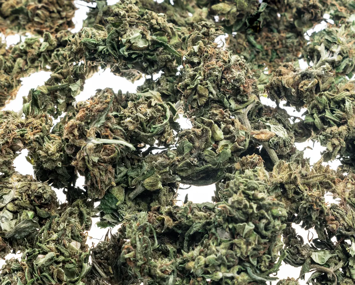 medical-marijuana-cannabis-buds-closeup-on-white-s-2026-01-08-08-10-20-utc