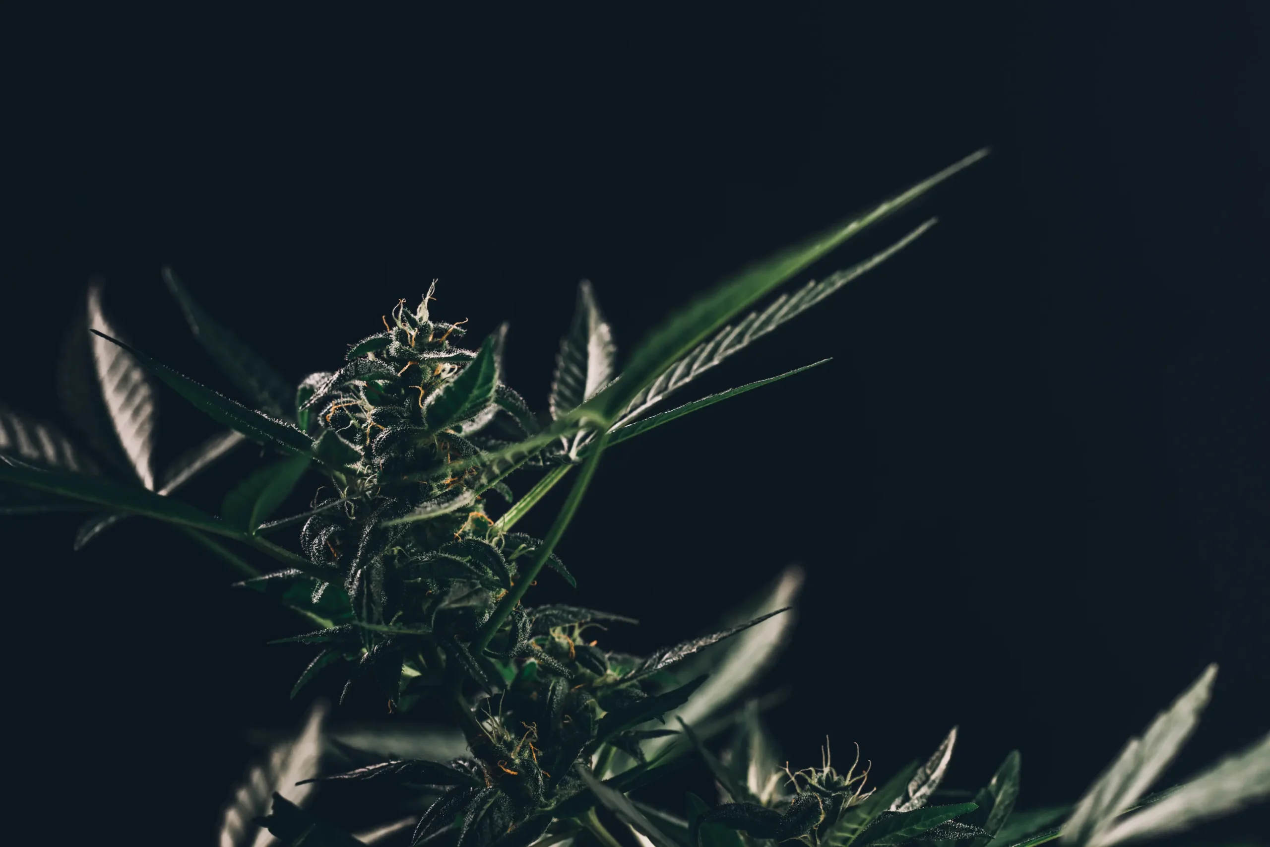 moody-close-up-of-cannabis-plant-on-black-backgrou-2026-01-08-00-06-23-utc