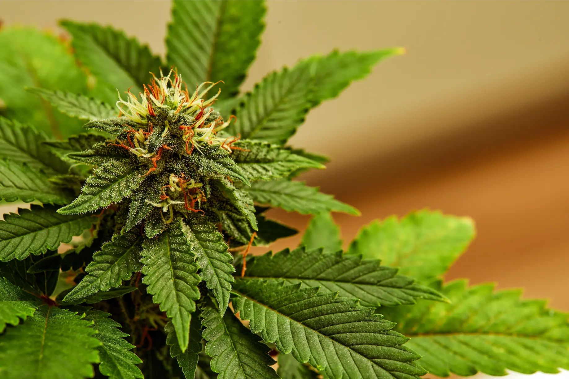 plant-sativa-cannabis-beautiful-background-of-the-2026-01-07-02-16-51-utc