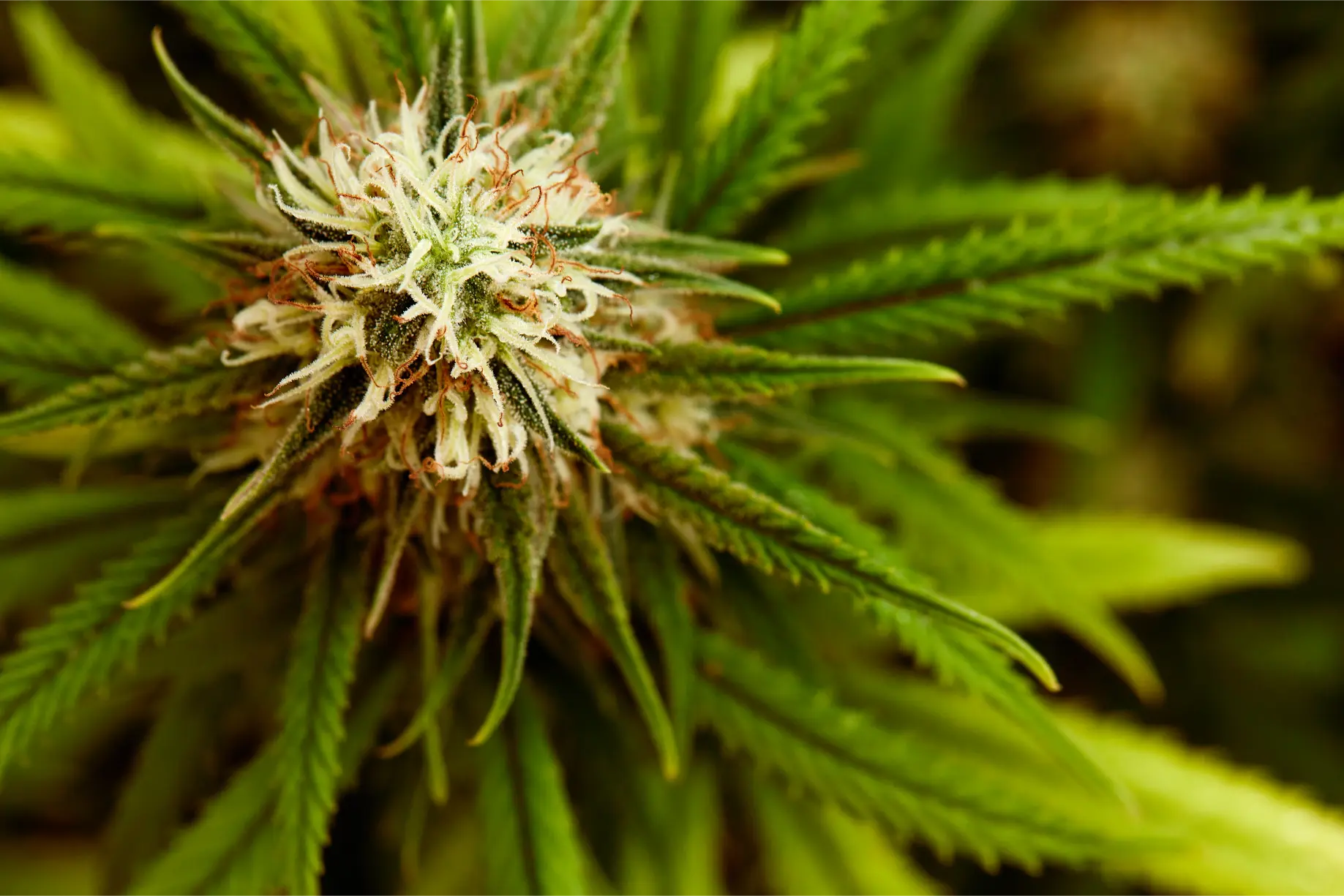 plant-sativa-cannabis-beautiful-background-of-the-2026-01-07-02-27-45-utc(2)