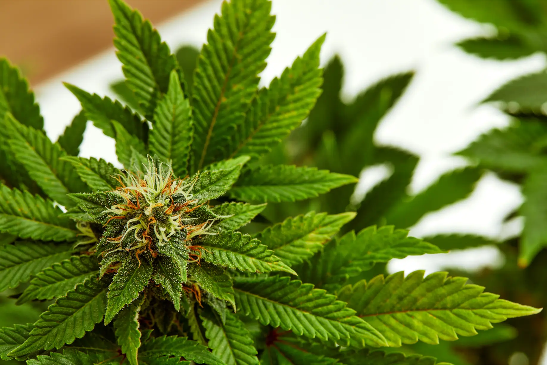 plant-sativa-cannabis-beautiful-background-of-the-2026-03-17-00-01-06-utc