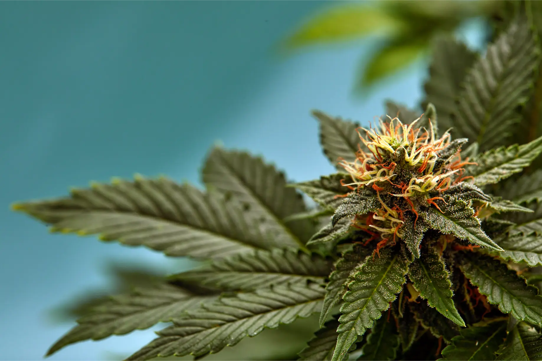 plant-sativa-cannabis-beautiful-background-of-the-2026-03-17-05-05-47-utc(2)