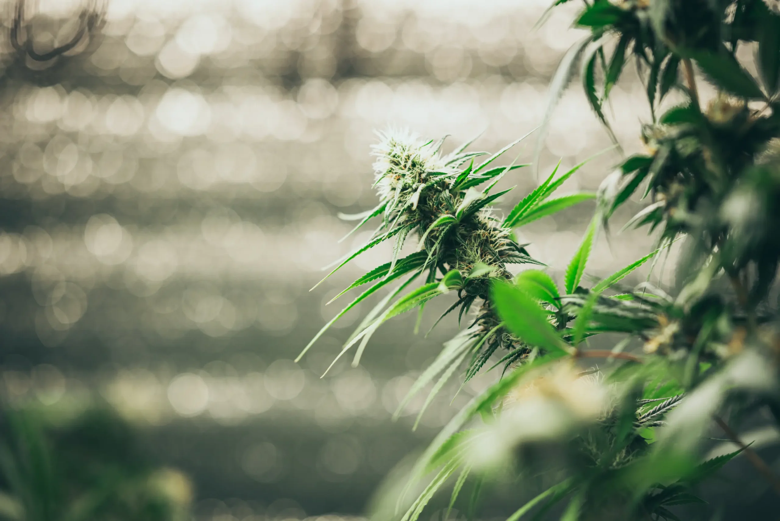 professional-researchers-working-in-a-hemp-field-2026-01-09-07-50-22-utc