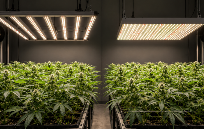 Bar-style LED and quantum-board-style LED fixtures illuminating cannabis canopies