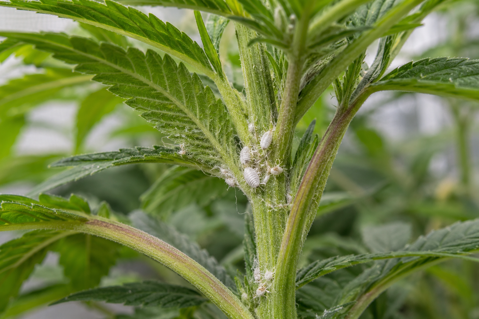 White mealybugs clustered at a cannabis leaf node
